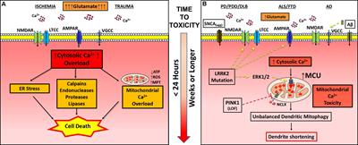 Excitatory Dendritic Mitochondrial Calcium Toxicity: Implications for Parkinson’s and Other Neurodegenerative Diseases